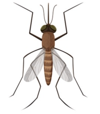 mosquito